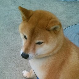 柴犬男子を連れて甲府市北部を散歩中。