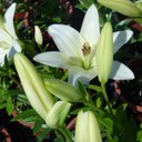 Melanie Gamboa - @melaniegamboa11 - Twitter