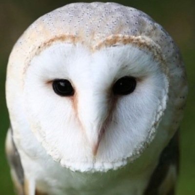 thelesserthan's profile picture. with the sharp 'th' in 'theory', not the soft 'th' in 'therefore'.