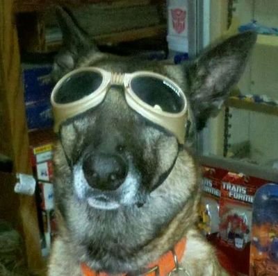 sar_k9's profile picture. Dead Animal Parts MacGuyver, and Monster & Robot Fancier. Also Dogs. Because people may disappoint, but Dogs never do. Part Time Hobby Farmer of Sheep & Sundry.