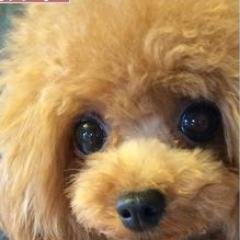 キュンキュンする犬の萌え画像をお届け♡犬好きな方、フォローお願いします♪