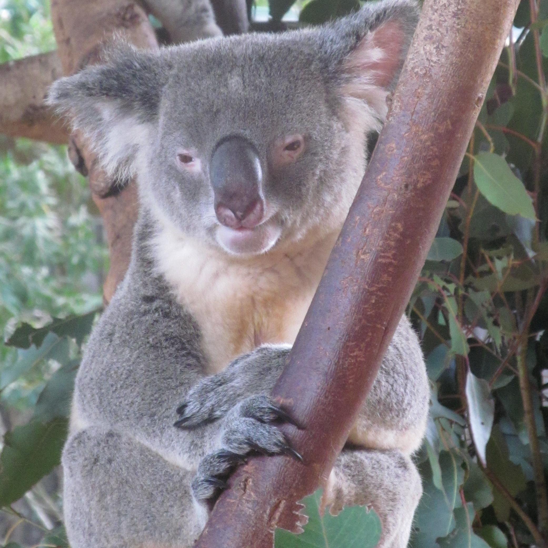 Sydney Uni vet pharmacologist, researching how differences between animal species affects dose rates of veterinary medicines #koalas #vet #wildlife #syd