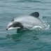 NZ WhaleDolphinTrust (@hectorsdolphin) Twitter profile photo