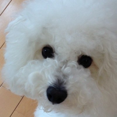 ビスコッティ Fanta41 うちも同じですよ テレビで目にしていても犬 種までは解ってなかったです ビスコッティと出逢う頃にビション アフロ犬と知りましたw ビション可愛過ぎ面白過ぎですね 親バカですw