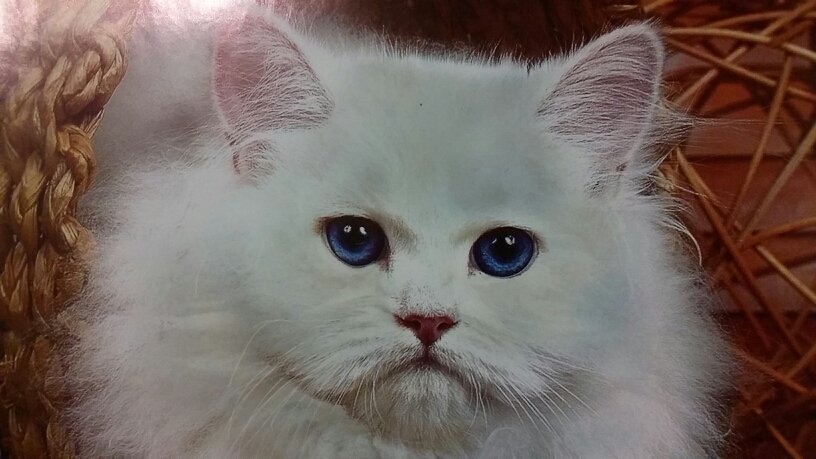 smalllkittie's profile picture. 