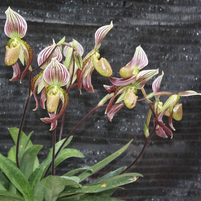 orchids supplier and grower