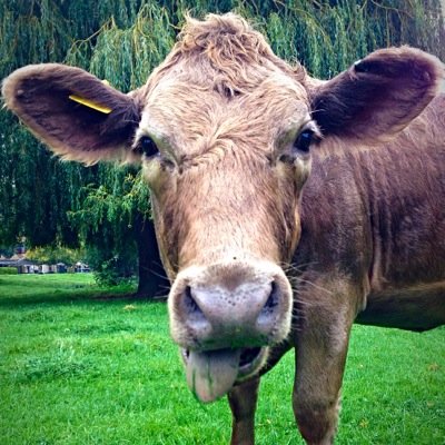 Dropped out of unicorn school but got into Cambridge. Listen to my advice because Im always right. I puke rainbows & shit gold. Moooooooo!