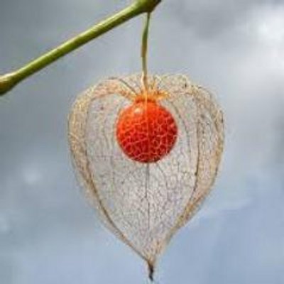 coxal888's profile image