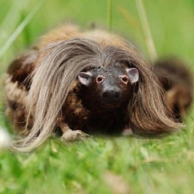 ALL ABOUT THE BEAUTIFUL HAGGIS    THE HAGGIS PROTECTION ACT WAS FIRST DISCOVERED ON THE 23rd SEPTEMBER 2000 AND HAS SINCE ATTRACTED OVER 20 FOLLOWERS