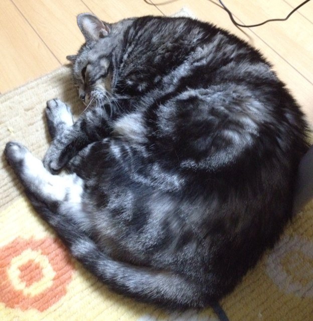 ただのしがない会社員です。このアカウントでは基本的に政治関係のことについてつぶやきます。猫好き。アイコンは飼い猫のルイです。基本的に寛容ですが、マスコミの偏向報道だけは許せません。自民党支持者ですが、自民党大阪府連は支持していません。