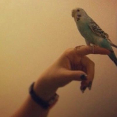 من سبيع ولي الفخر كويتيه والعشق سعودي