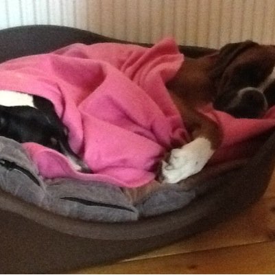 BCuninvited's profile picture. 