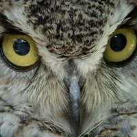 Roud#7734 (@roud7734) 's Twitter Profile Photo