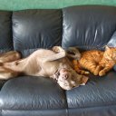 gillian yates - @cifababe - Twitter