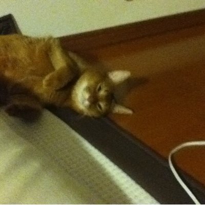 nekomugi