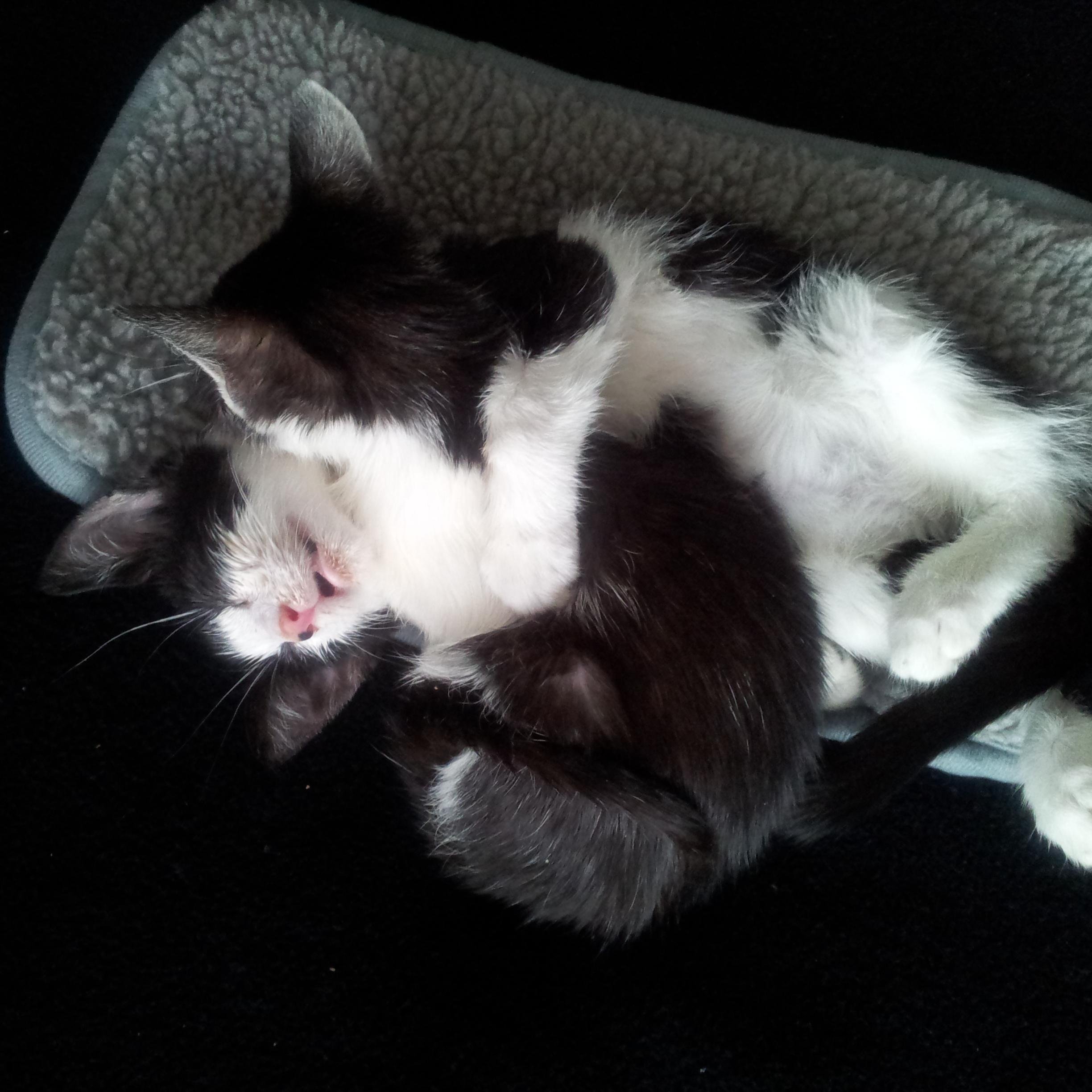 Dany and Gery are kittens adopted when they were 7 weeks old, for more info Check our blog http://t.co/umLgLU4AMl !