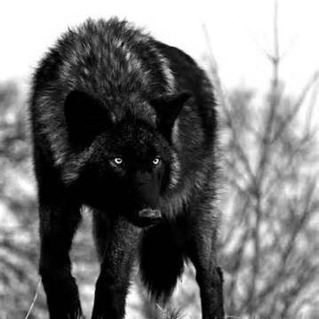 Im Miko my brother is @ZagzTheWolf Im rebelious & idotic I never listen unless I really need to but Im a good friend when you need one & Im in the NorthStarPack