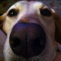 2023 SEC Football Champion 🐘 (@m_ceccarelli) 's Twitter Profile