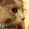 g_suesue's profile picture. ペット：犬×１、猫×２ 好きなもの：GARNET CROW/Superfly/ZARD/椎名慶治/サンホラ/村上春樹/宮部みゆき/ 伊坂幸太郎/ビール/トマト/とま党