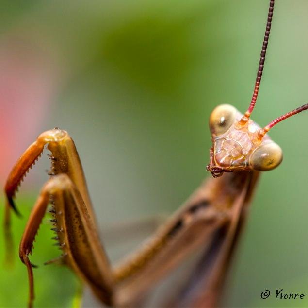 Naturenutlady Profile Picture