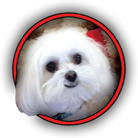 TylersTreats (@dognuggets) 's Twitter Profile