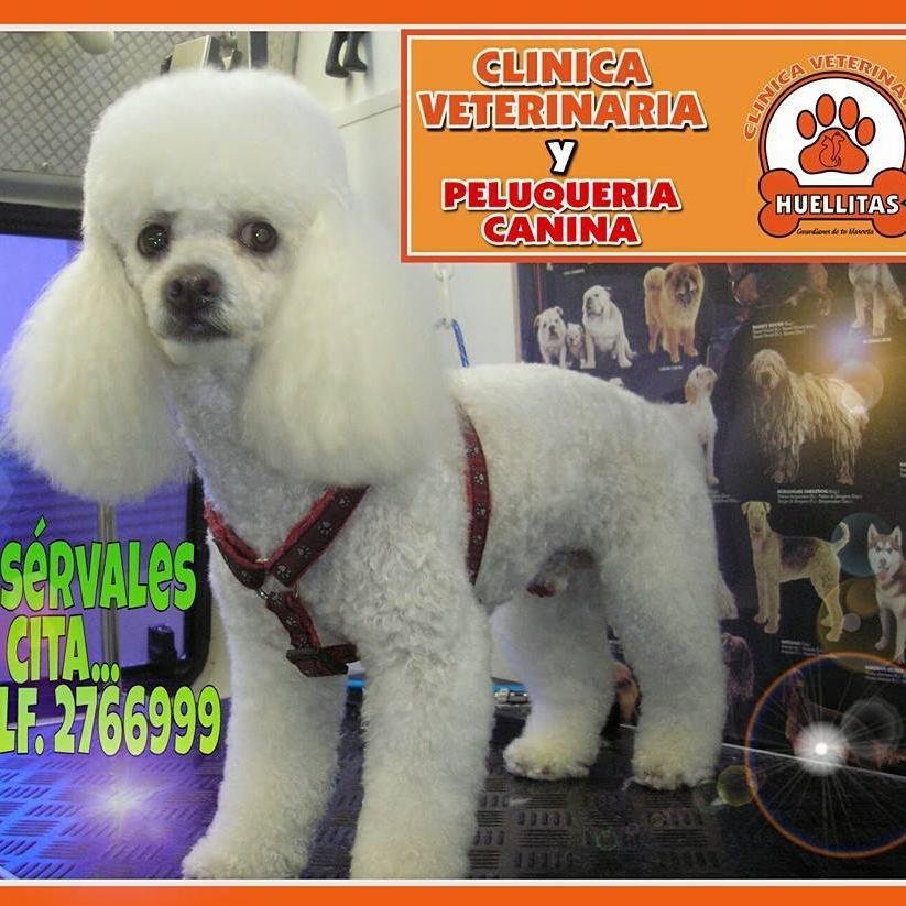 Emergencias y Atencion Veterinaria...2766999-0980301213