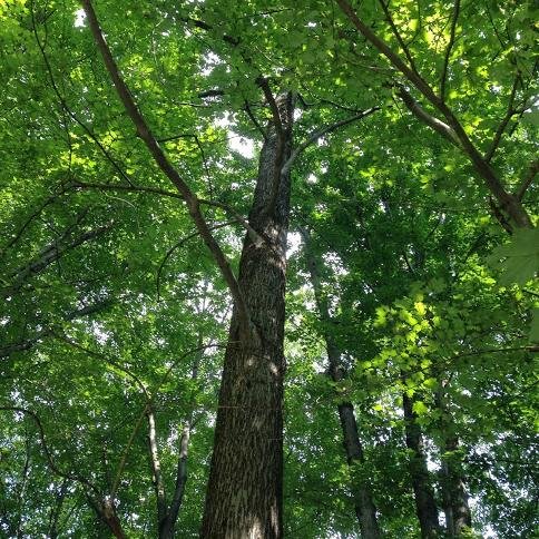 gstone979's profile picture. 