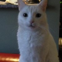 Caroline Garner McSweeney (@theevilwhitecat) 's Twitter Profile