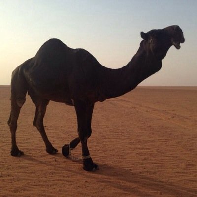 حساب خاص بالابل المجاهيم فقط
واتسب ٠٥٤٦٩٩٤١٠١
(اعتذر ليس لدي قروب واتسب)