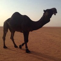 نوادر المجاهيم (@alhmaili1) Twitter profile photo