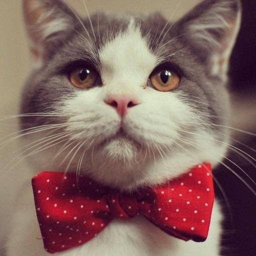 Qwainot's profile picture. 