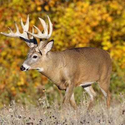 Official Deer Hunting Page of Iowa. Message or mention us in your tweets for your picture to be shared! #IADeerHunting