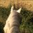 harper_sara's profile image