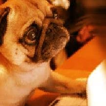 A bored dog with full Internet access, sharing everything I find about:
- Indiegames (mostly 2d)
- Pixelart