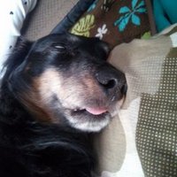そる@🐶🐱🐰🐣 (@soldios3939) 's Twitter Profile Photo