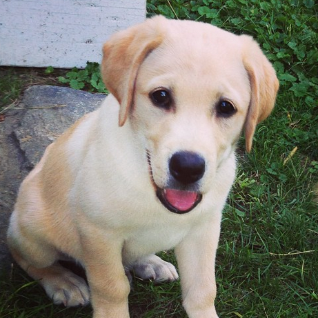 barkpostuk's profile picture. 