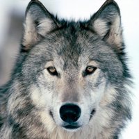 Anna Negrotti (@annanegrotti) 's Twitter Profile
