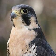 khalifa4000's profile picture. 