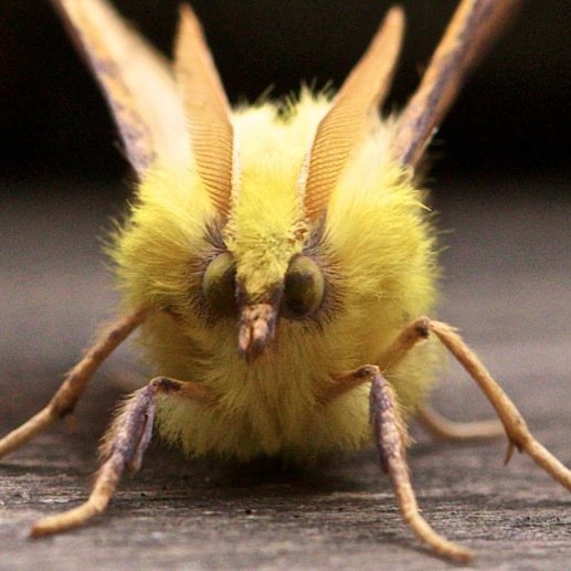 Norfolkwease's profile picture. Mothing, birding and Norwich City FC