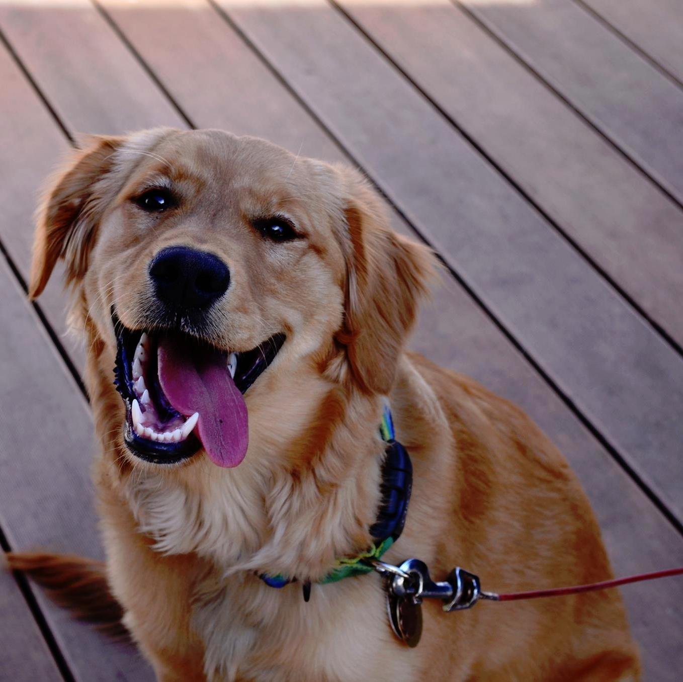 I'm a spunky Golden Retriever.  I love everything...except that pesky vacuum cleaner.  Watch out for that thing.