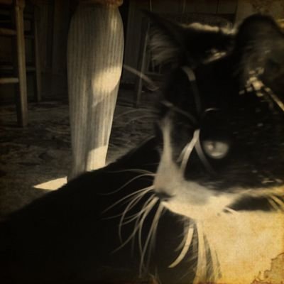 My name is Freddie, I love food and being lazy. I'm the king of the house and my sister J.J. tries to take over my precious territory. Nice try. I know her ways