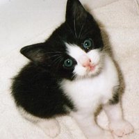 Mistral Dawn (@mistralkdawn) 's Twitter Profile