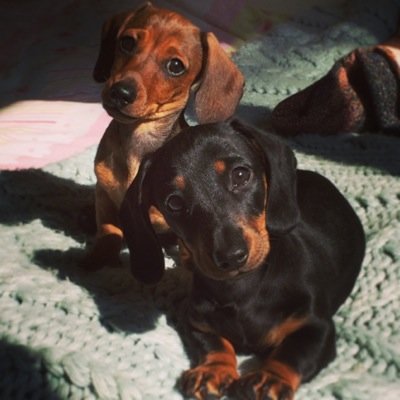 The long and short of it. Boys about town. #dachshund #dog #brothers #chichester #uk #Sussex