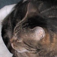 Claire Hoffman (@dragonvuclaire) 's Twitter Profile