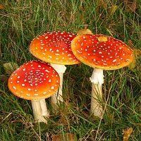 TripleCroissant (@triplecroissant) Twitter profile photo