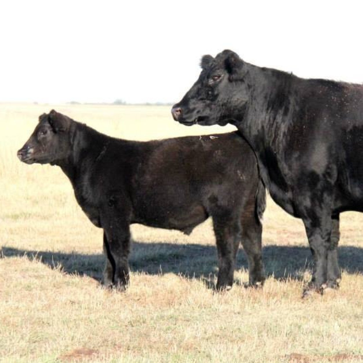 The Newest Stock Show Confessions Site Where Nothing Gets held back in the Show Calf Industry or any other. DM us or seend to http://t.co/2TSTQGM3o2