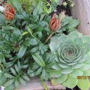 Ana Maria Hack-Hunt - @AnaBananaGirl - Twitter