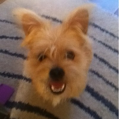 AndGizmo's profile picture. 