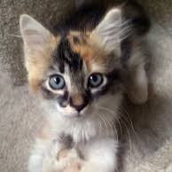 Angelkitten_'s profile picture. Hello! I'm Crest, Gardian Kitten of the Jellical Junk yard. I was sent by the Everlasting Cat to watch and protect the many Cats who live here.