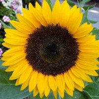 Faye Hughes ᐲ ᕼᐃᐅᔅ (@mllehughes) 's Twitter Profile Photo